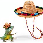 Bearded Dragon Hat by TUOSHYI Straw Pet Apparel Mini with Rainbow Brim-0