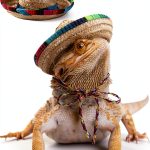 2 Pcs Bearded Dragon Sombrero Hats with Chin Strap, Adjustable Lizard Straw Hat, Mexican Hamster Clothes Small Pet Costume Accessories for Reptile Hamster Leopard Gecko Ferret Guinea Pig-0