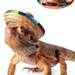 Bearded Dragon Sombrero Hats 2 Pack SEZDEKI Mexican Fiesta Pet Apparel-0